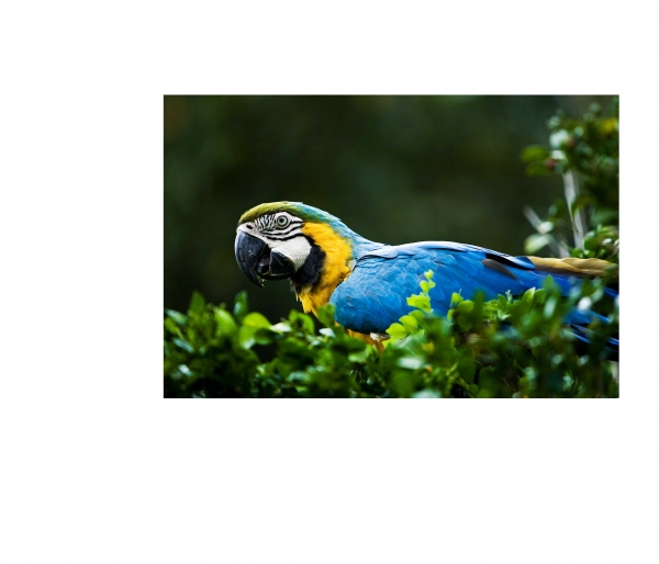 Creation of Parrot Man: Step 1